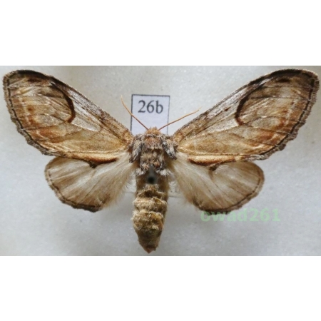 Notodonta ziczac (Linnaeus, 1758) female Czech26b